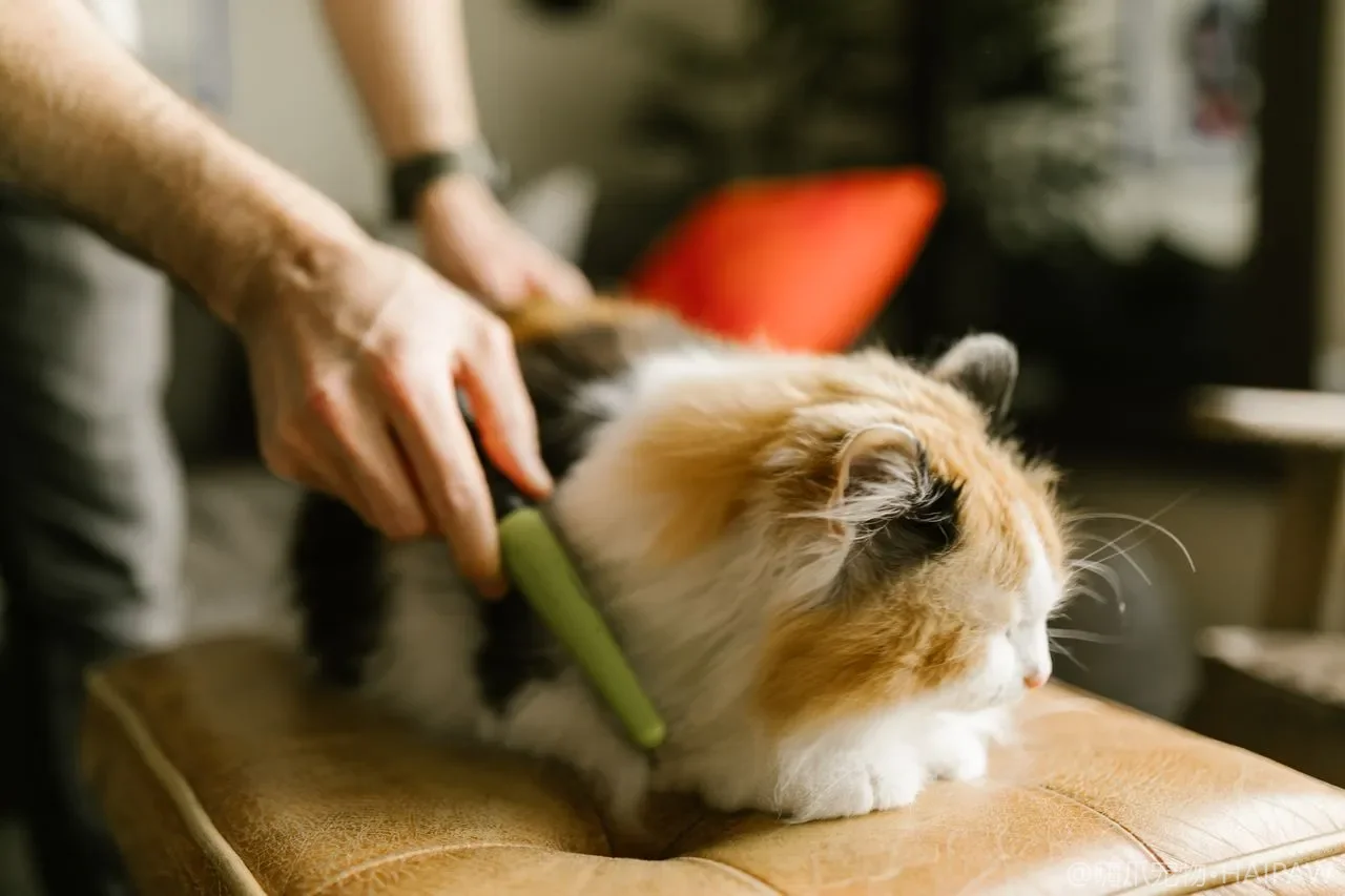 猫咪饿一天没关系?禁食脂肪肝风险、诱食阶梯与必须送医的时间点 猫咪饿一天没关系?禁食脂肪肝风险、诱食阶梯与必须送医的时间点