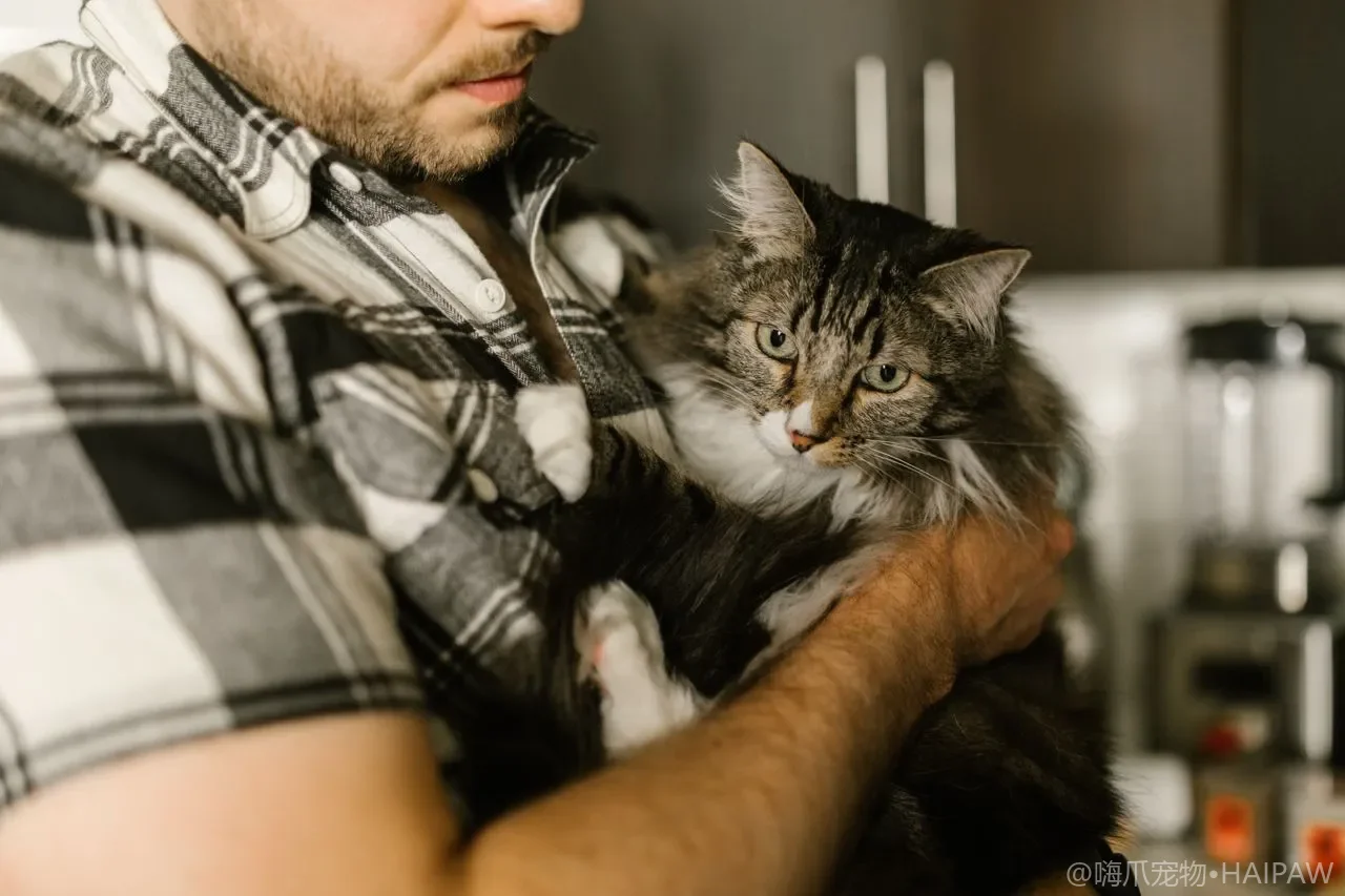 猫爬架一坐就晃还掉渣？承重、立柱材质与小户型布局选购术