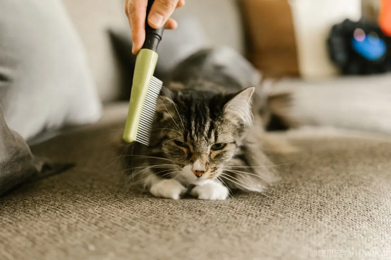 猫咪流鼻涕别轻视：从感冒到猫鼻支，一文读懂常见原因与应对方法