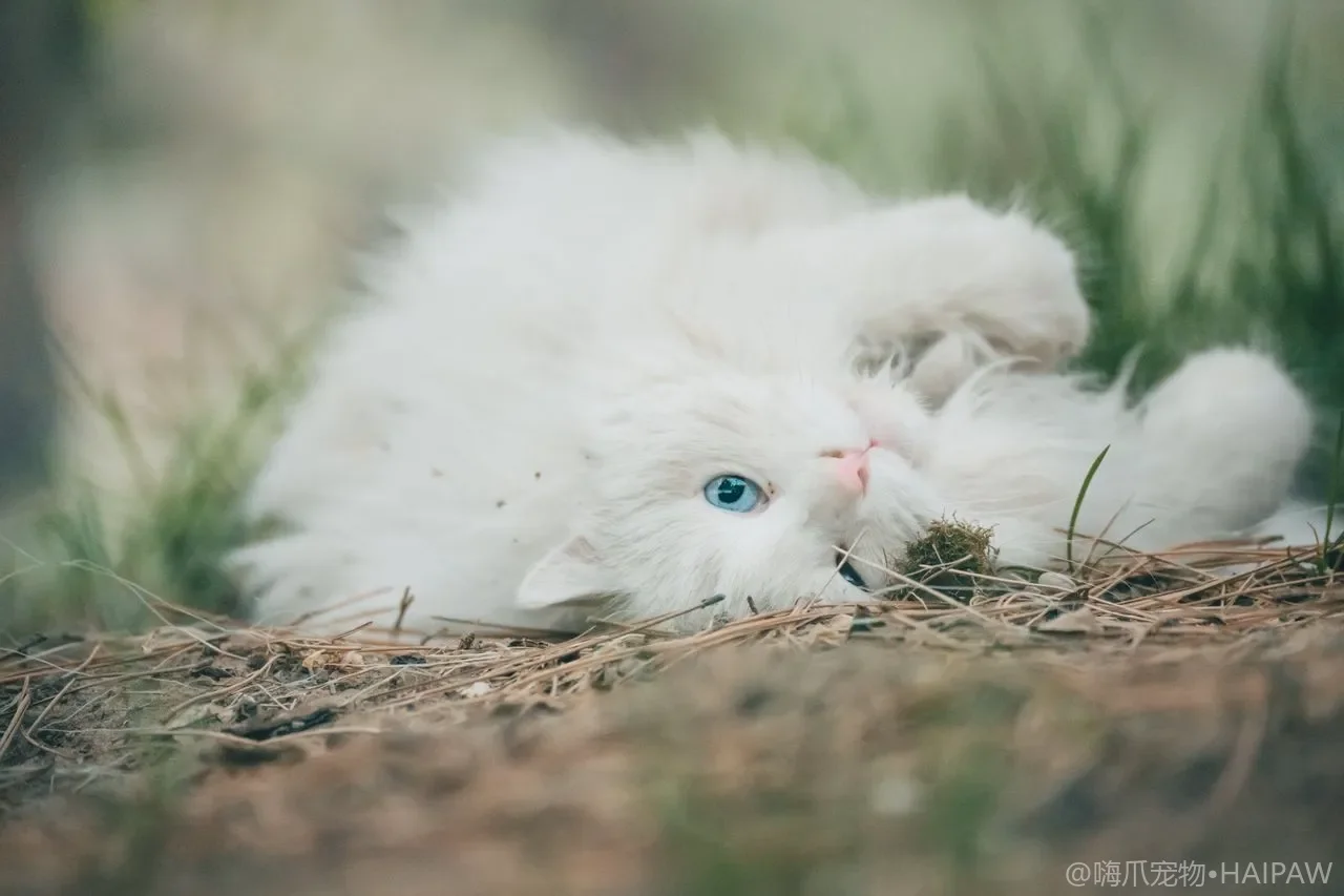 猫咪健康的隐形杀手：5种最常见疾病症状、预防与早期识别指南