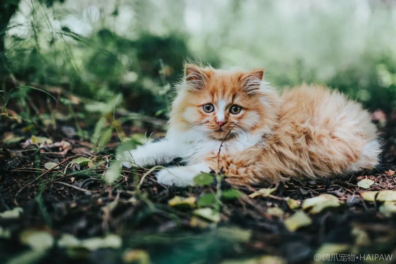 猫癫痫发作时别慌！从识别前兆到科学护理，一篇全掌握