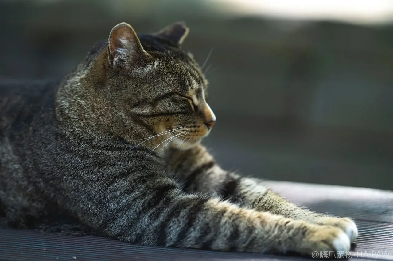 猫咪冬季保暖全攻略：怕冷表现、常见疾病与科学御寒方法
