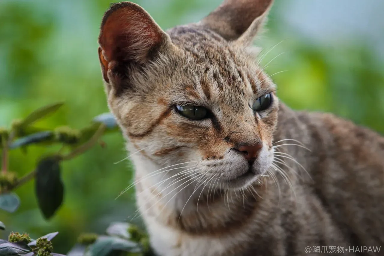 猫咪坠楼悲剧频发！常见猫网种类全解析，选对才能保命