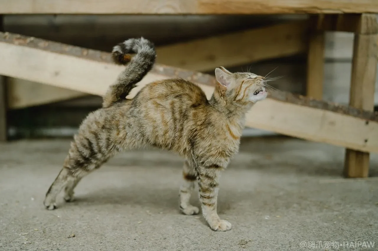 猫流眼泪不一定是伤心!从症状到原因,看懂毛孩的眼睛在说什么 猫流眼泪不一定是伤心!从症状到原因,看懂毛孩的眼睛在说什么