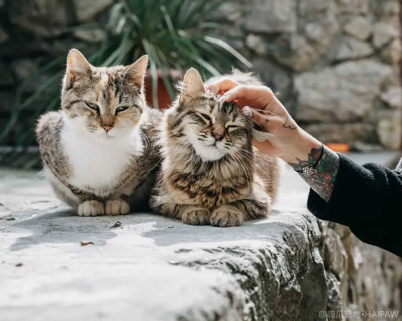 猫咪年龄换算与各阶段养护指南：从幼猫到老年，读懂它的生命时钟