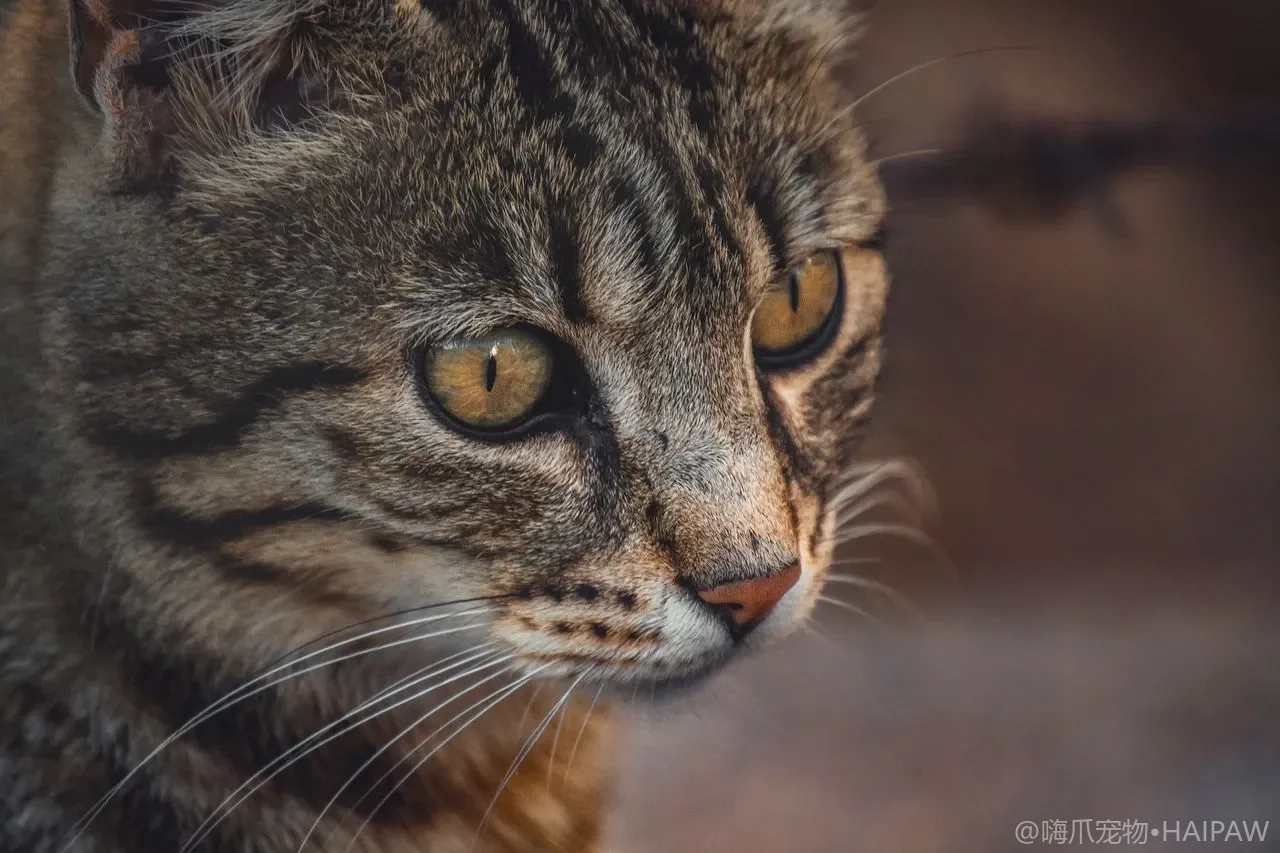 猫拉稀别只当小事！从便便形态看懂毛孩的肠道求救信号