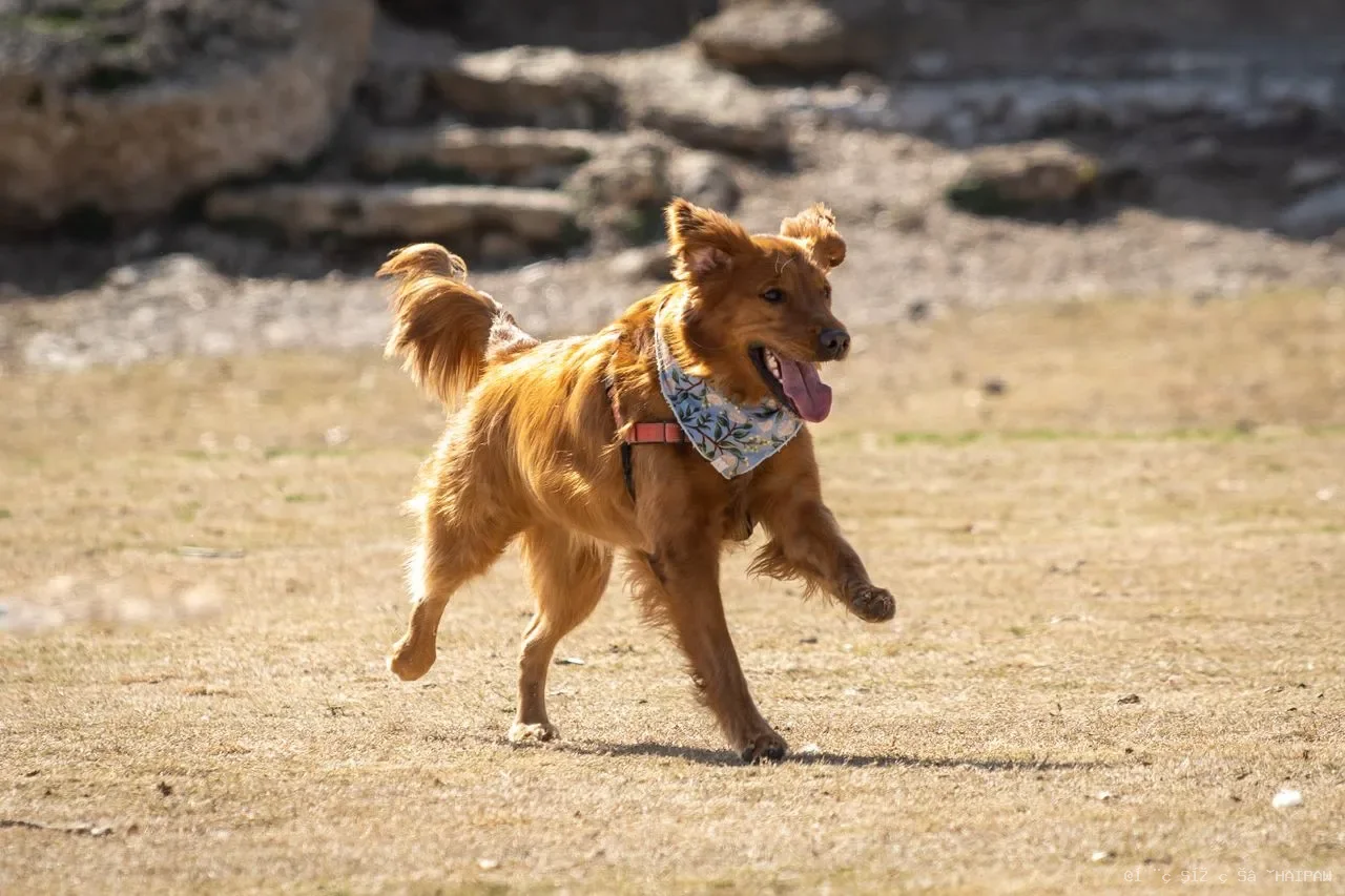 狗狗为什么总吃大便？从幼犬探索到老年健康信号，一文拆解食粪行为背后的科学原因
