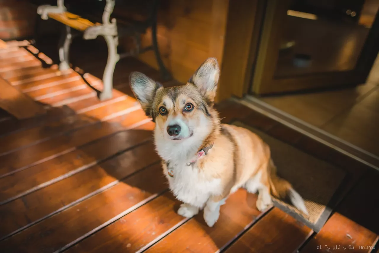 多犬家庭怎么洗澡才不交叉感染？排期表、隔离流程与消毒配比全指南