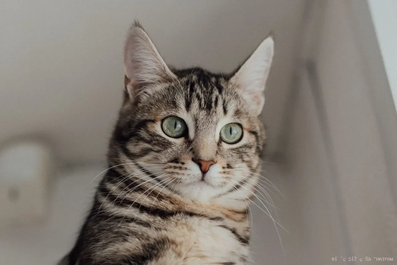 猫咪误开电磁炉引发火灾？家居安全与保险理赔须知