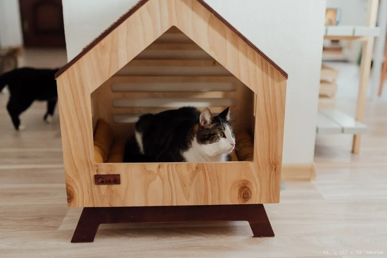 猫眼睛红肿、流泪、眯着眼？当心结膜炎找上门