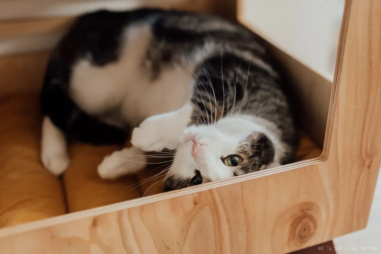 猫身上突然有黑点、秃斑？可能是真菌感染，别轻视！