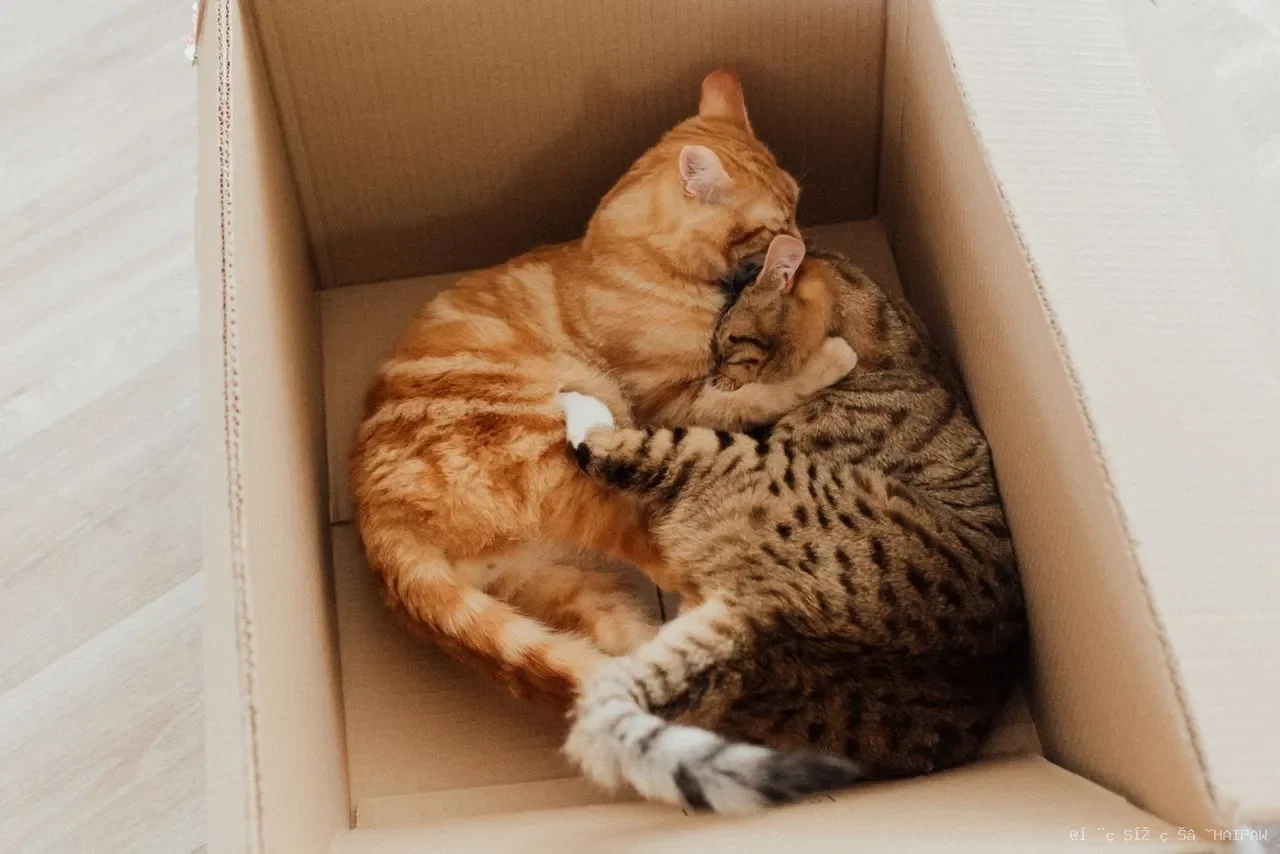 猫身上有白色皮屑是病吗？从原因到护理，轻松改善皮屑困扰