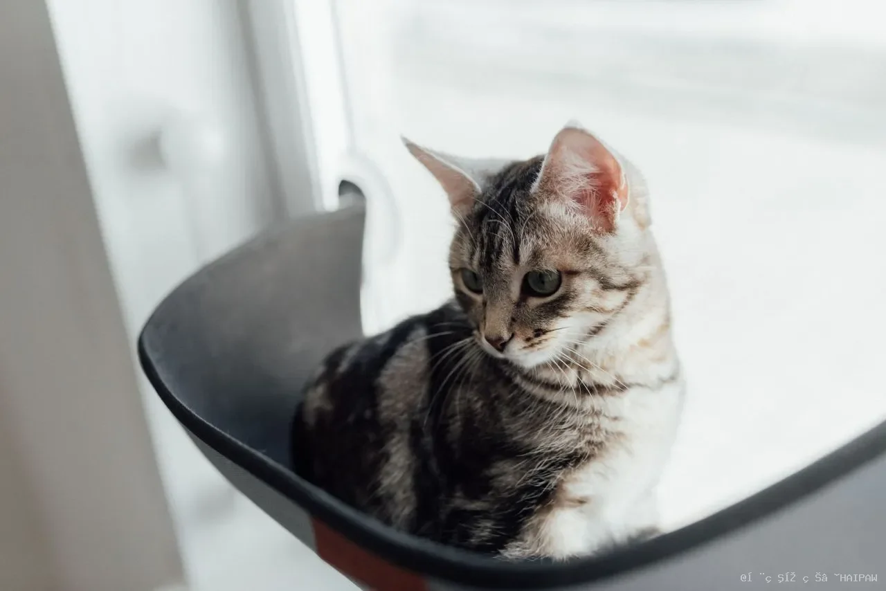 猫咳嗽不只是喉咙痒！从干咳到湿咳，读懂毛孩的呼吸道求救信号