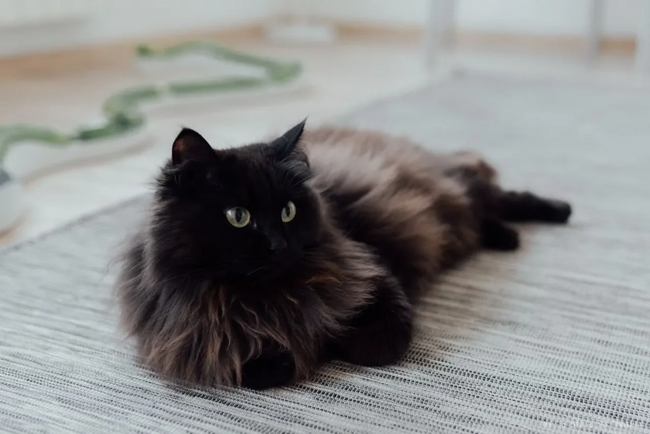 猫湿疹反复发作？从成因到护理，帮毛孩摆脱皮肤困扰