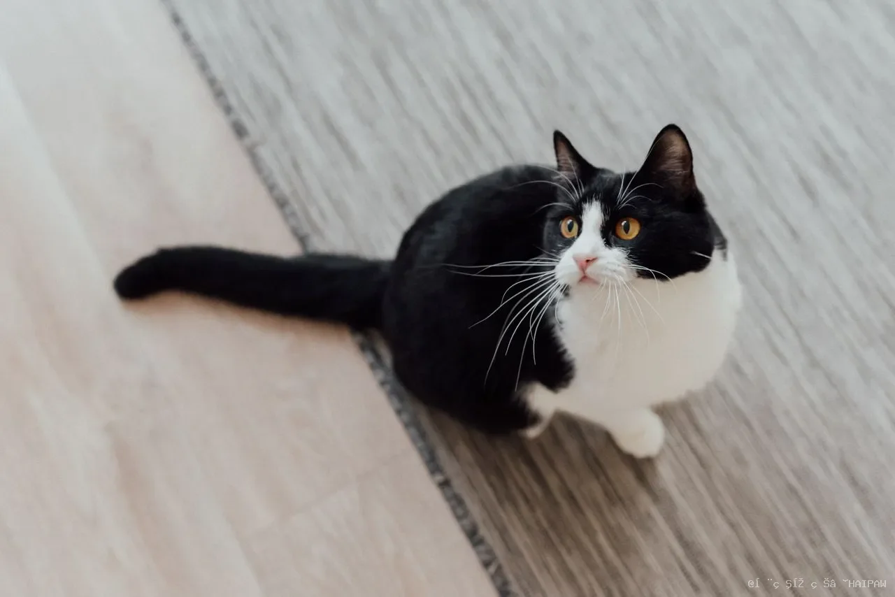 猫到底该不该洗澡？正确频率、步骤与禁忌一次看懂