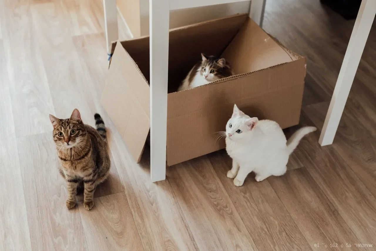 猫益生菌真的有用吗？从肠道健康到肾脏支持的完整指南