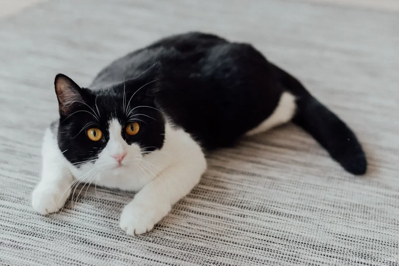 猫飞机耳是什么意思？从耳朵读透猫咪情绪的完整指南