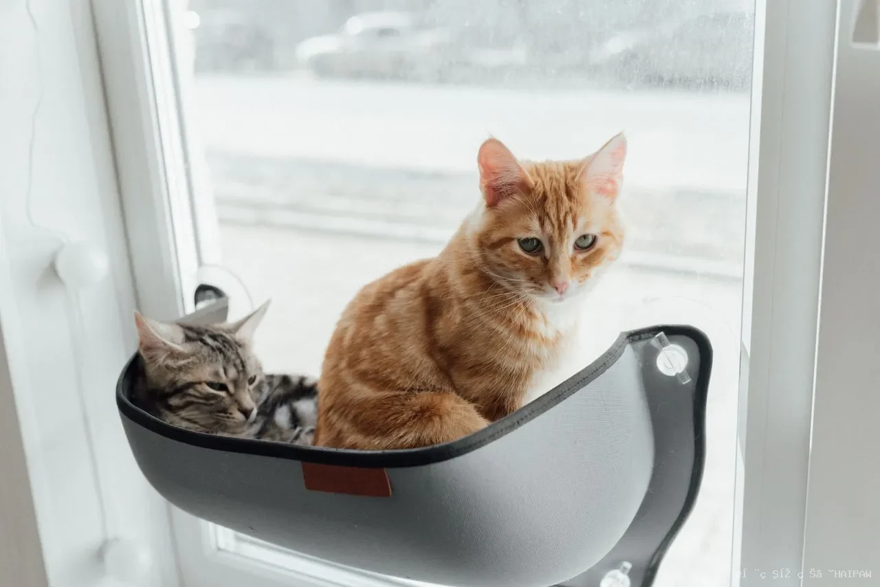 猫眼睛红肿、流泪、眯着眼？当心结膜炎找上门