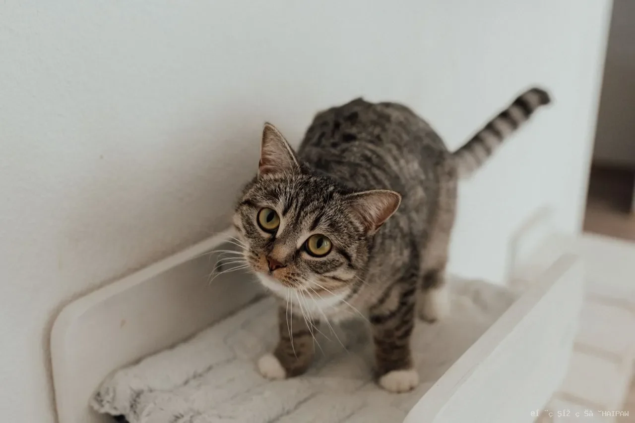 猫下巴总有黑点点？读懂猫粉刺的成因、护理与长期管理