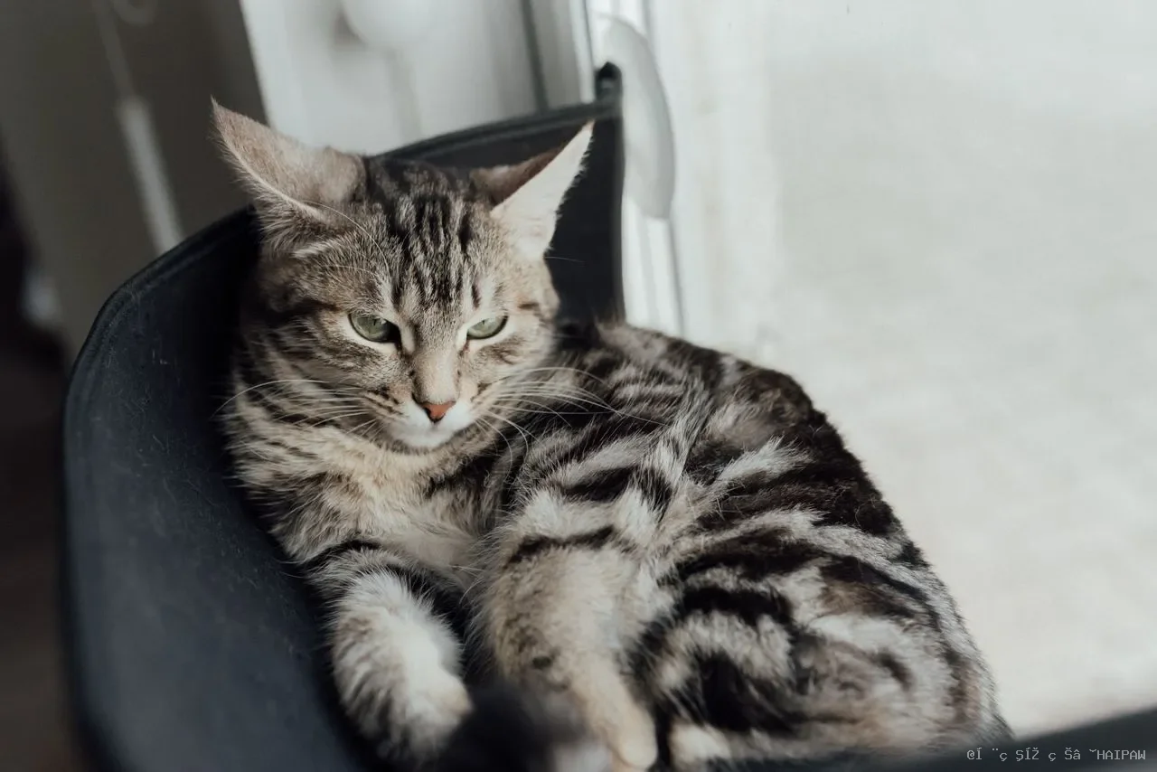 猫咪尿结石全解析：从症状识别到日常预防，一篇读懂猫泌尿系统综合症