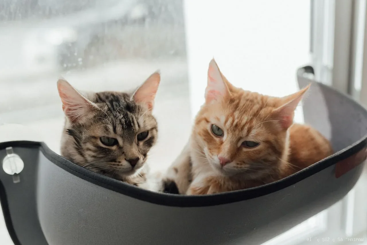 猫发烧别大意！体温超过这个数就是危险信号，原因、症状与正确处理方法