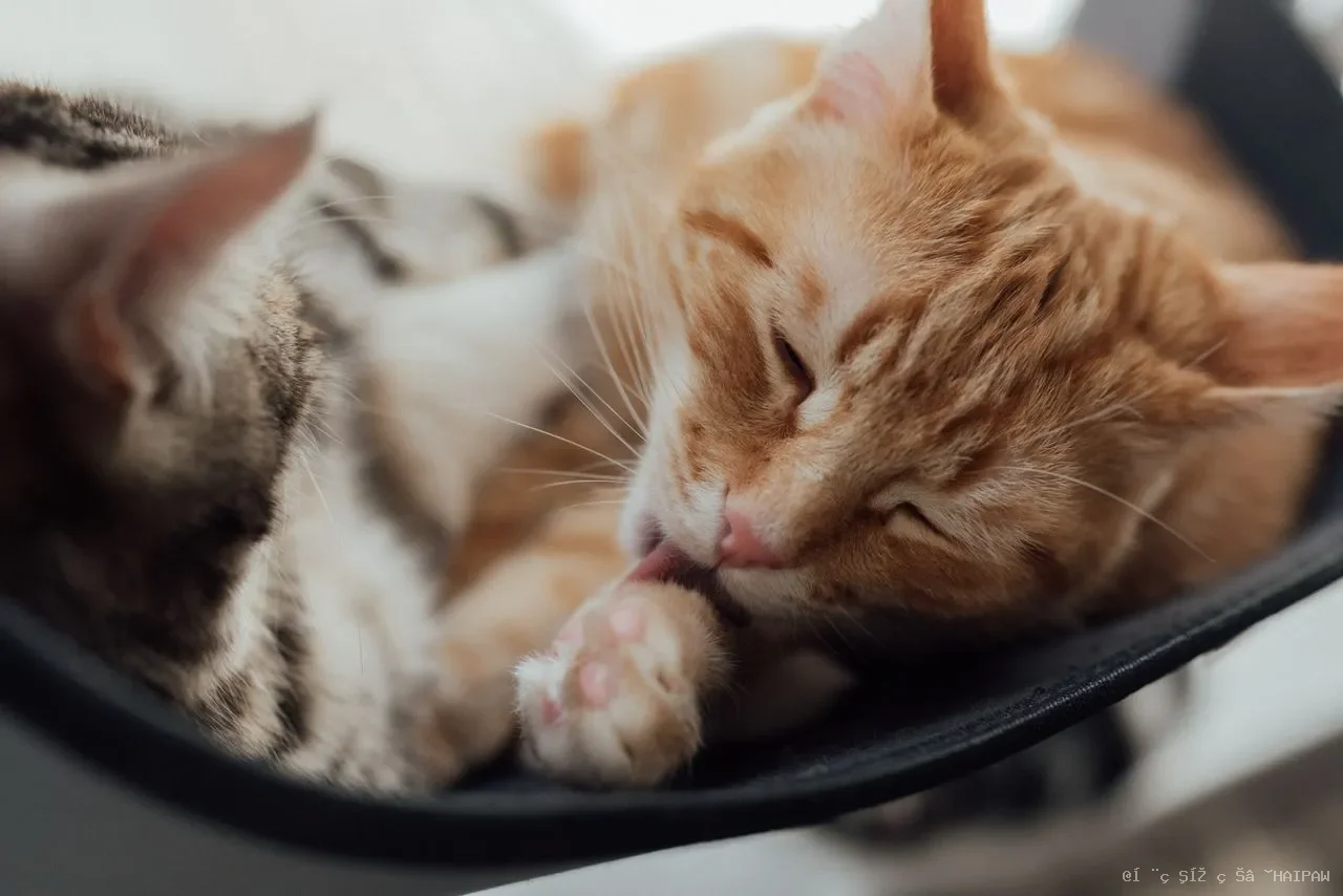 猫冠状病毒与FIP：从感染到突变的完整解读