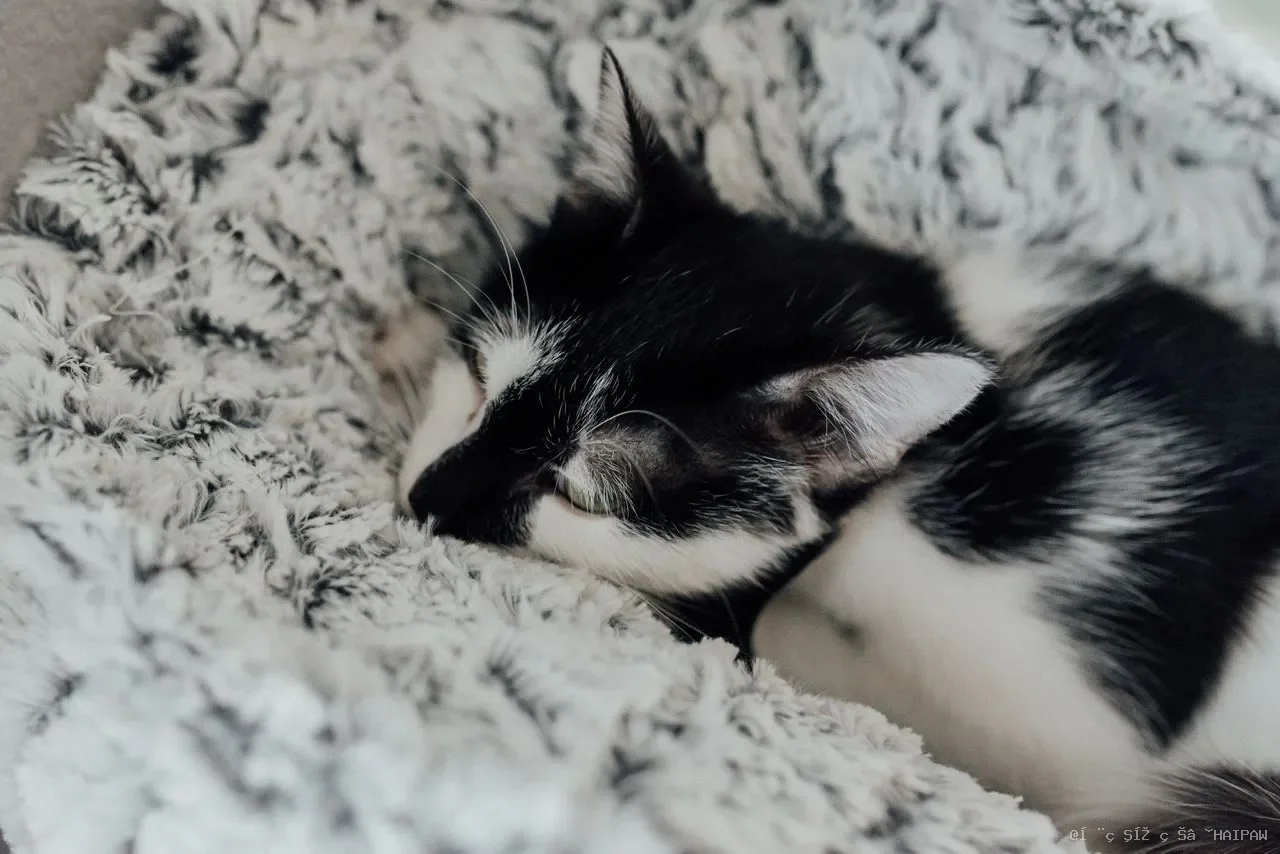 猫突然变瘦别忽视！从原因判断到安全增重，一次读懂