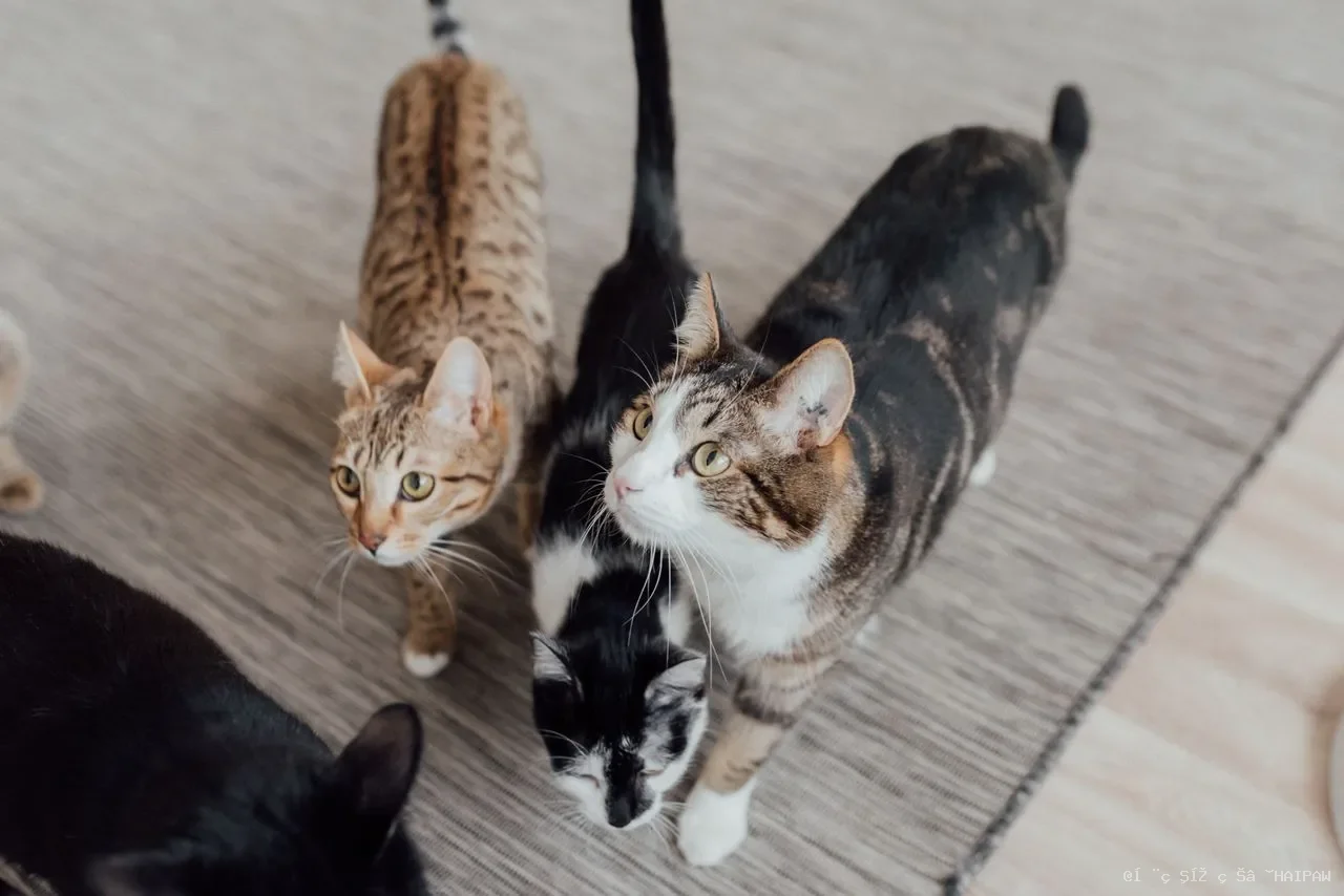 猫咪免疫力提升全攻略：从日常饮食到健康管理，守护毛孩第一道防线