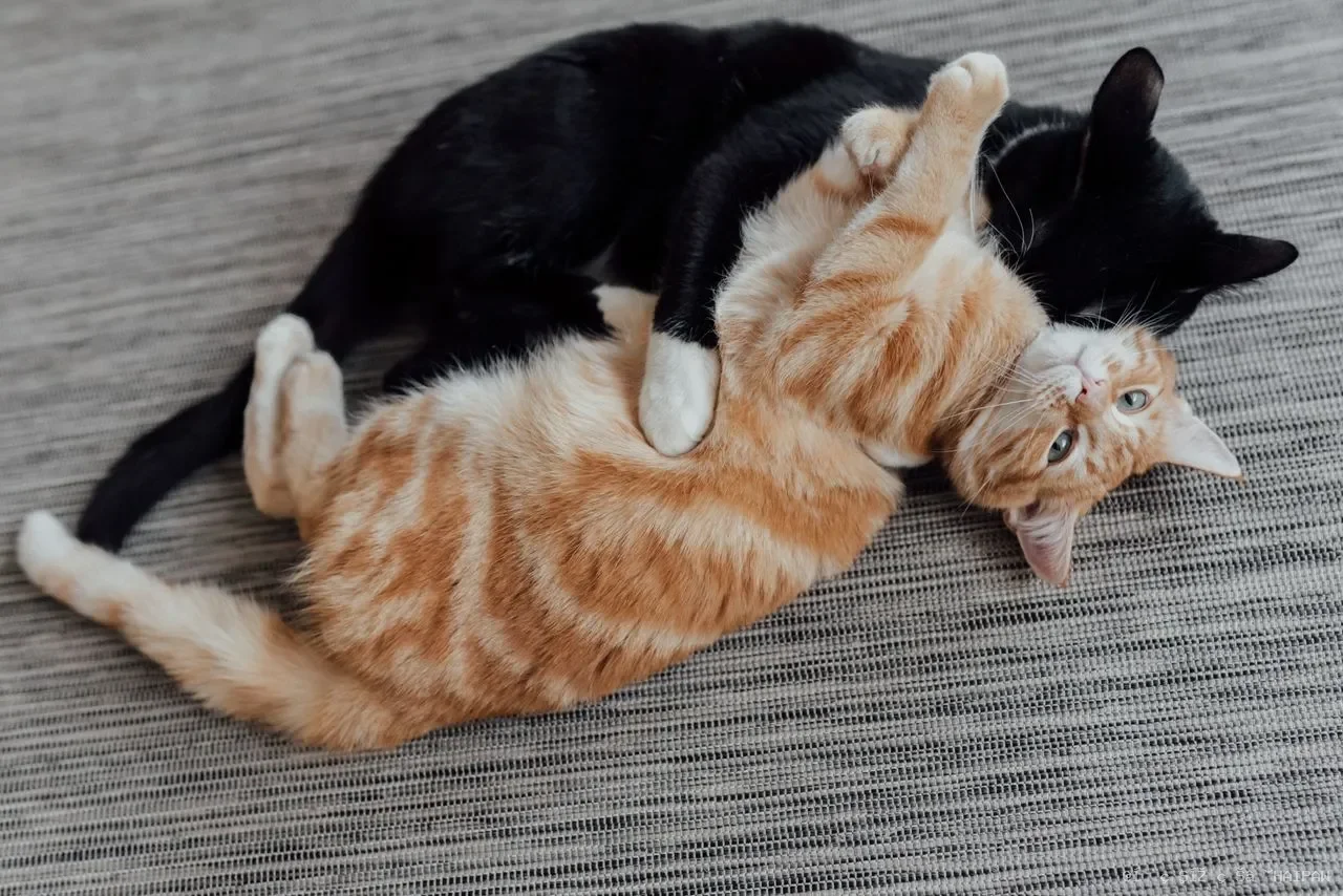 猫咪健康预警：十大常见疾病与早期识别指南