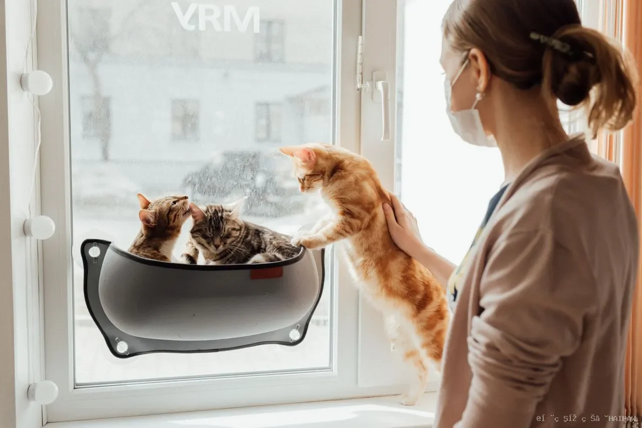 猫尾巴直立、耳朵平贴还是缓慢眨眼？一张图读懂猫咪的肢体语言与情绪密码