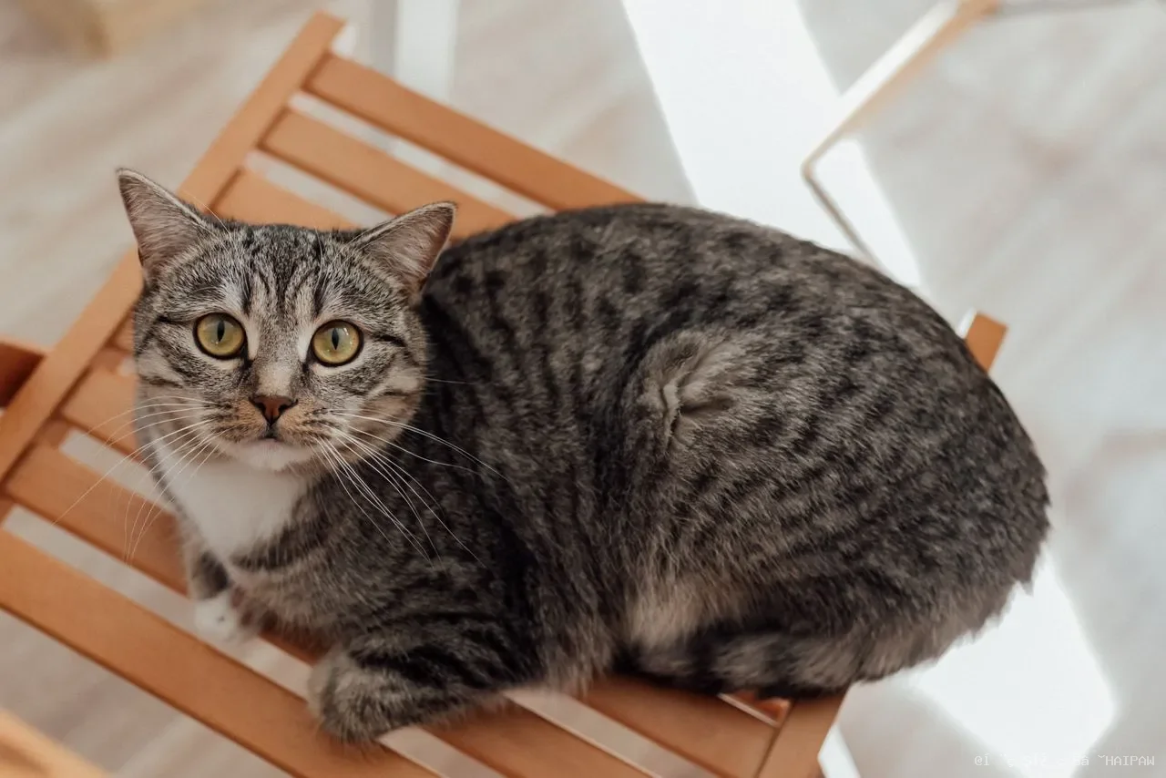 猫传腹不再是绝症：从病毒突变到现代治疗的完整认知