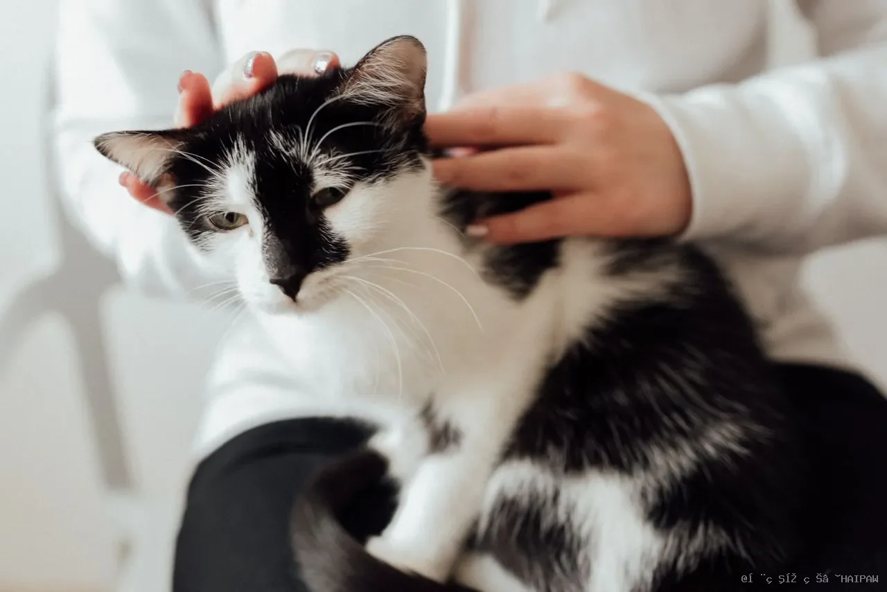 猫感冒会自己好吗？从打喷嚏到呼吸困难，一篇读懂猫上呼吸道疾病的真相