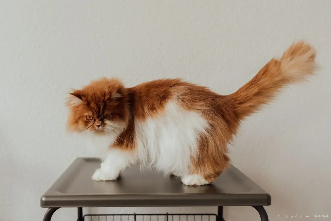 猫耳朵洗不对，比不洗更麻烦：先搞清楚这3个问题再动手
