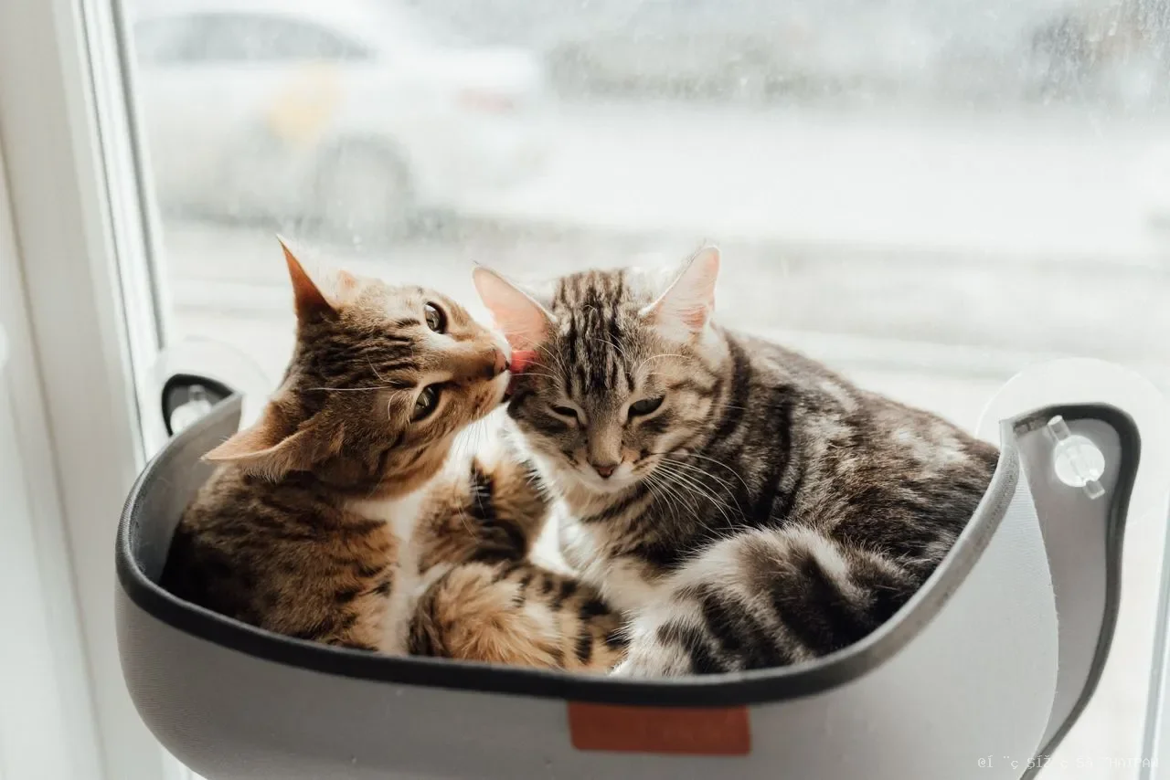 给猫喝牛奶？动画片没告诉你的乳糖真相与健康替代方案