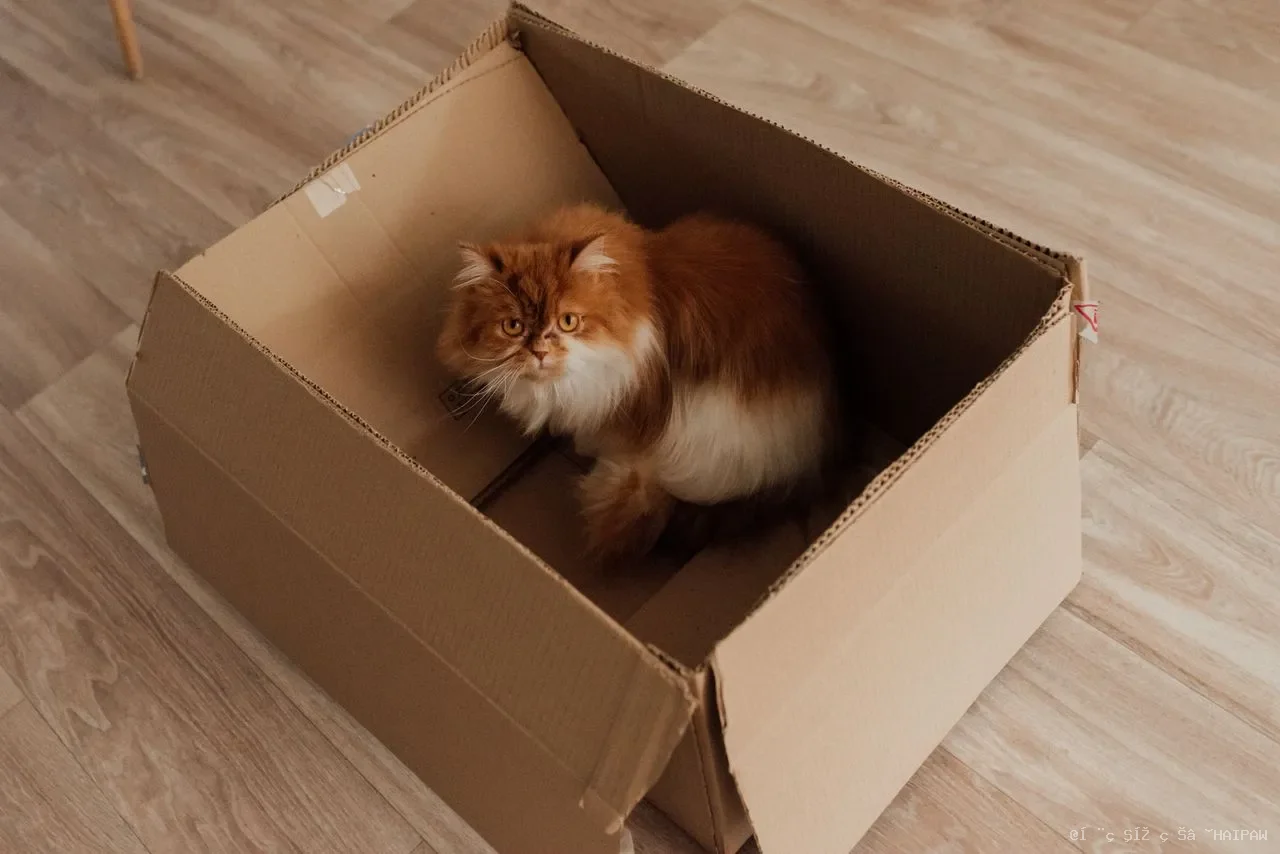 猫身上摸到小硬块、红点或黑点？常见皮肤颗粒成因与就医时机全解析