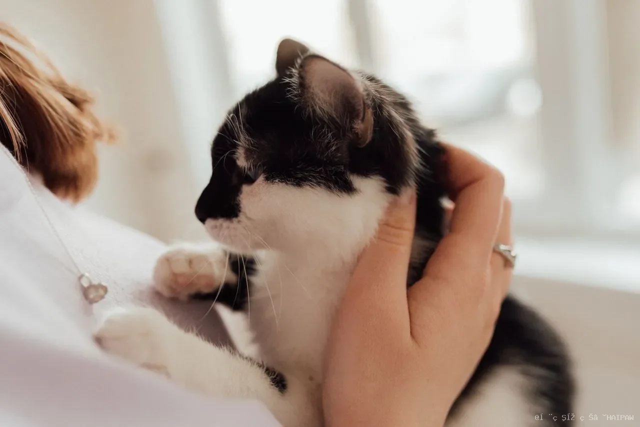 猫传腹不再是绝症：从病毒突变到现代治疗的完整认知