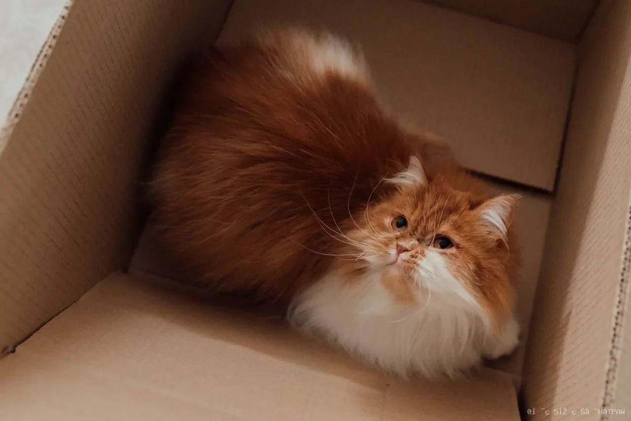 猫咪舔毛停不下来？从正常梳理到过度舔毛的七大原因与应对方案
