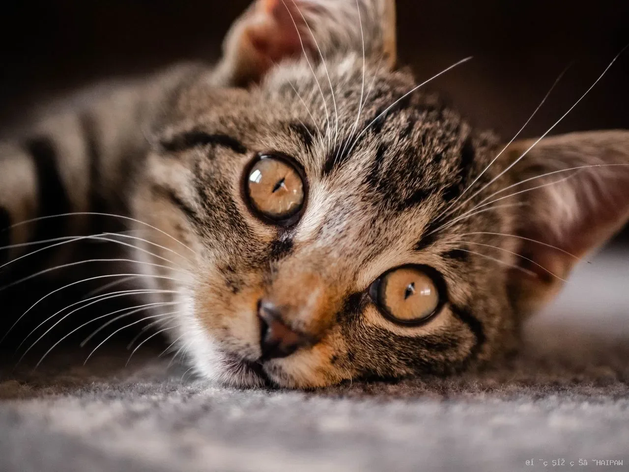猫咪舔毛停不下来？从正常梳理到过度舔毛的七大原因与应对方案