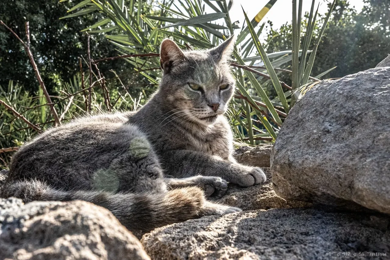 被猫舔是爱还是信号？解读舔脸、舔手、舔头发背后的14种行为语言