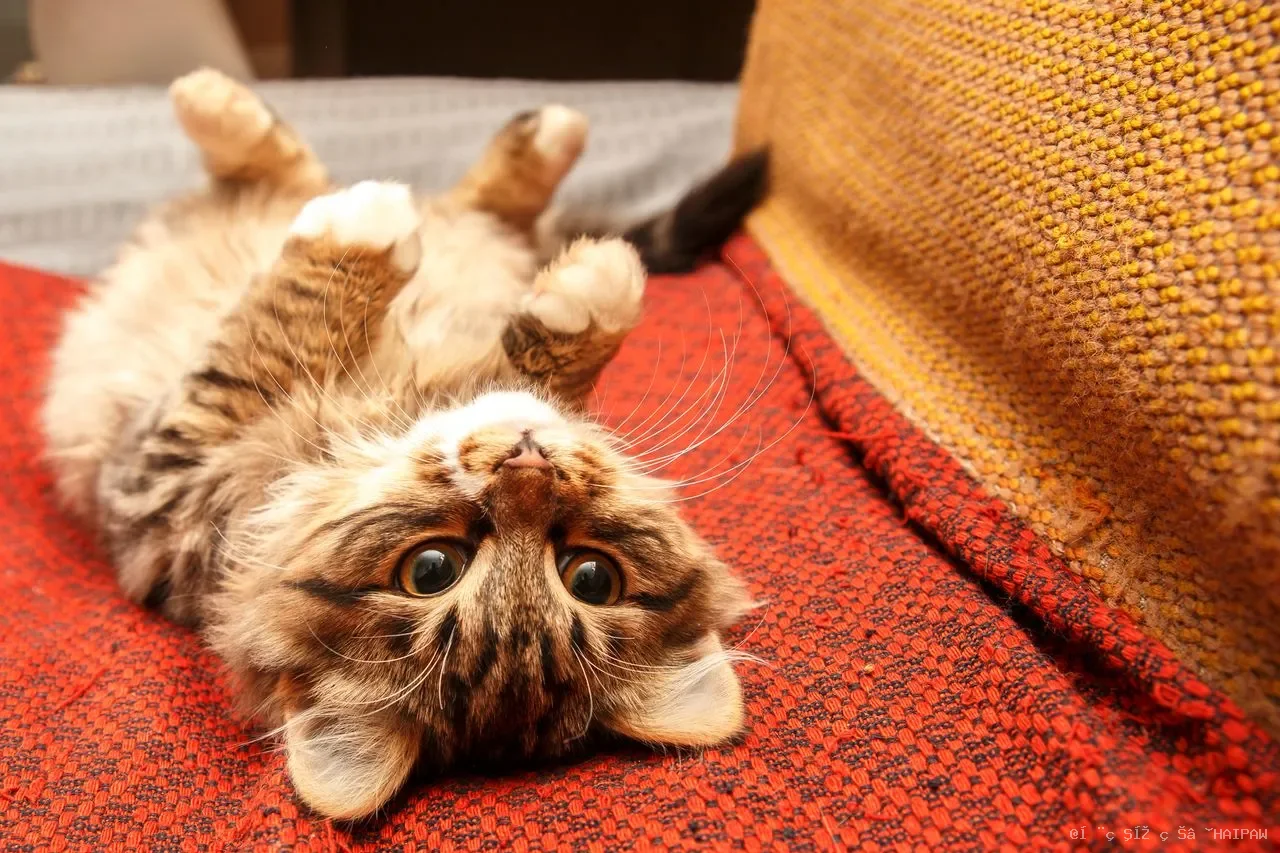 为什么你一抱猫它就挣扎？从猫咪天性到正确抱姿，完整解读人猫拥抱的学问
