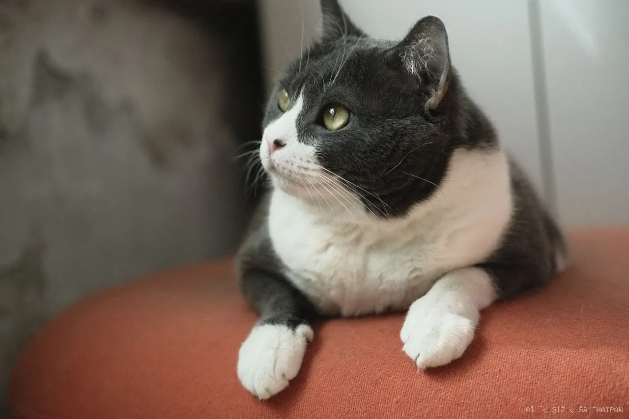 猫毛满天飞不是换季才有的烦恼？从工具选择到让猫爱上梳毛的完整方案