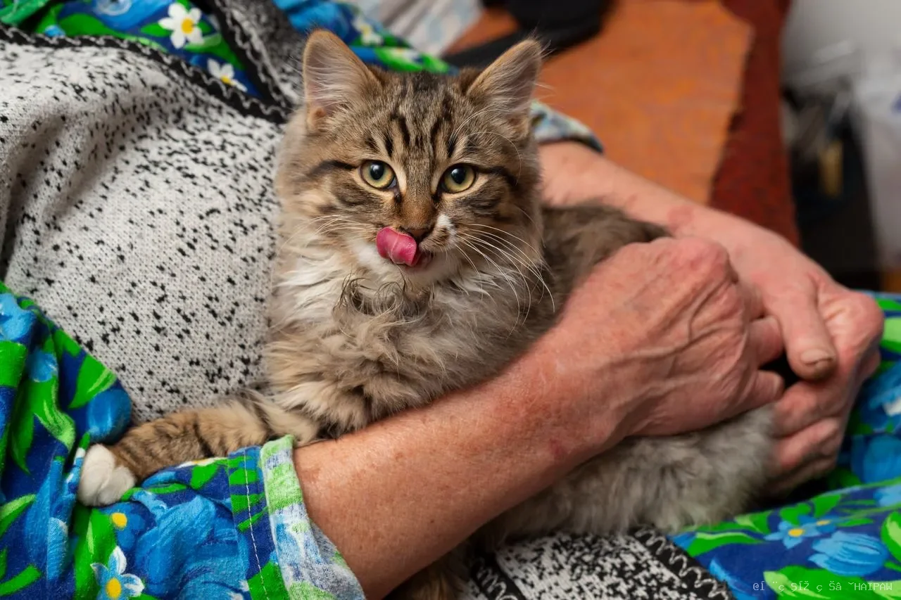 猫尿味洗不掉？床垫沙发深层渗透怎么办？从化学原理到实操步骤完整拆解