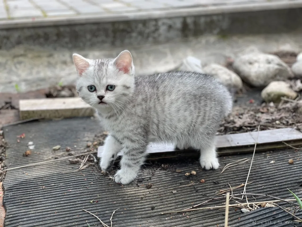 猫不在猫砂盆里尿尿，却尿在床上沙发上？从医疗排查到行为矫正的完整路径