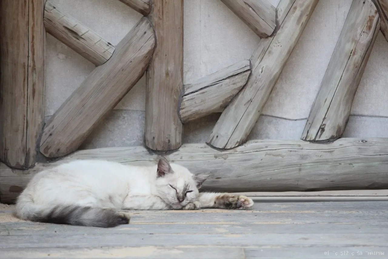 猫超过48小时没排便？从巨结肠风险到居家护理，完整解读猫便秘的应对路径