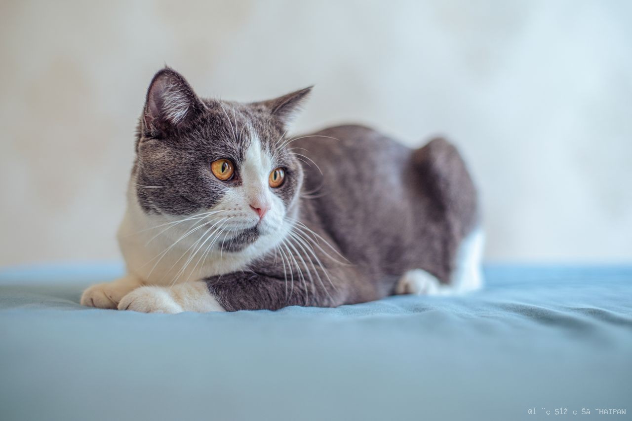 英国短毛猫健康指南：常见遗传病筛查与长寿养护秘诀