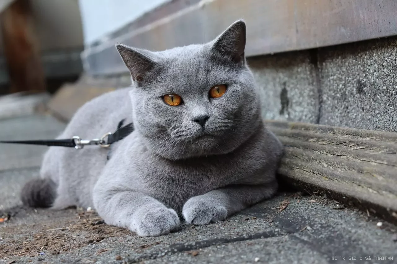 英国短毛猫行为全解析：从性格特点到训练技巧，读懂你的“泰迪熊”