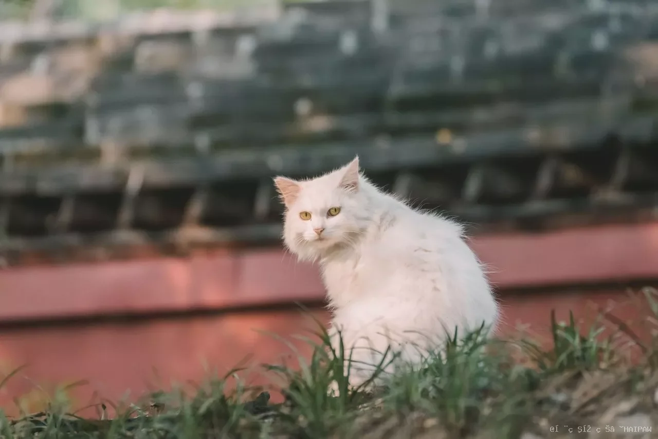 唐猫行为完全指南：混血基因带来的独特个性与相处之道