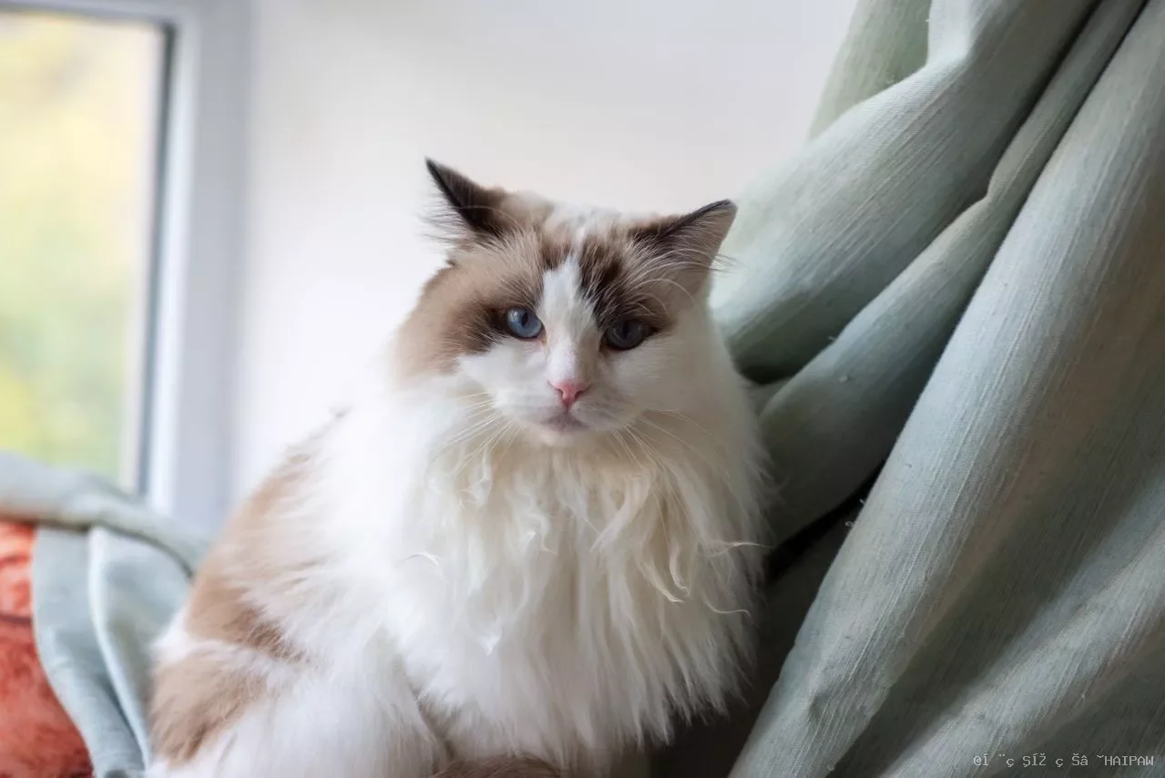 布偶猫