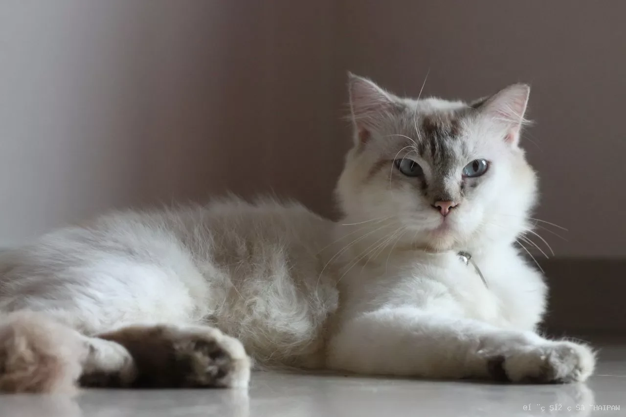 布偶猫行为解码：为什么它们被称为“小狗猫”？