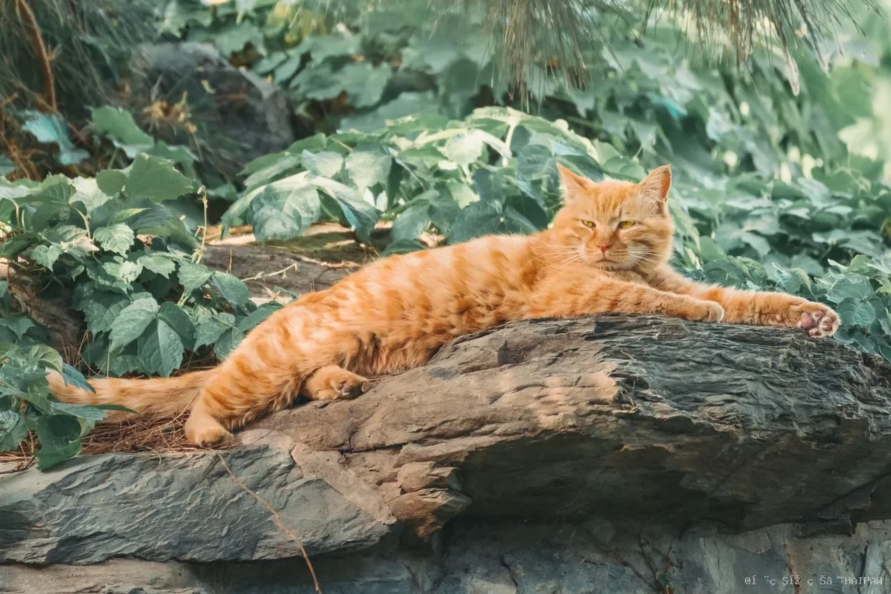长毛猫需要剪毛吗？短毛猫剃光反而更热？猫剪毛的利弊与安全操作全解析